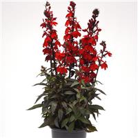 Starship™ Scarlet Bronze Leaf Container