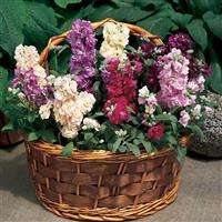 Vintage Mixture Container