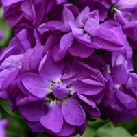 Mathilda™ Blue Bloom