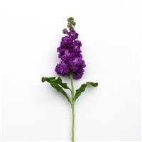 Mathilda™ Blue Single Stem, White Background
