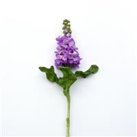 Mathilda™ Lavender Single Stem, White Background