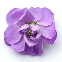 Mathilda™ Lavender FloretShot, White Background
