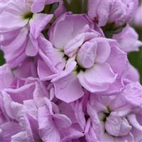 Mathilda™ Pink Bloom