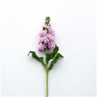 Mathilda™ Pink Single Stem, White Background