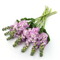 Mathilda™ Pink Grower Bunch