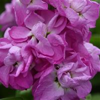 Mathilda™ Rose Bloom