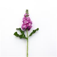 Mathilda™ Rose Single Stem, White Background