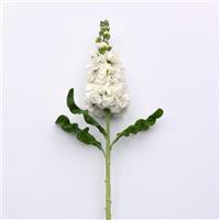 Mathilda™ White Single Stem, White Background