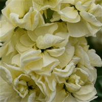 Mathilda™ Yellow Bloom