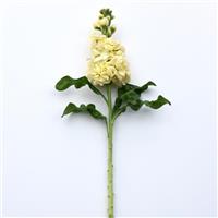 Mathilda™ Yellow Single Stem, White Background