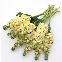 Mathilda™ Yellow Grower Bunch