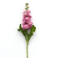Mathilda™ Antique Rose Single Stem, White Background