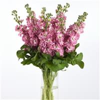 Mathilda™ Antique Rose Mono Vase, White Background