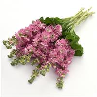 Mathilda™ Antique Rose Grower Bunch