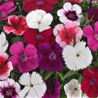 Coronet™ Mixture Bloom