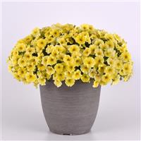 Caliburst™ Yellow Container