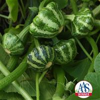 Squash Green Lightning™ Bloom