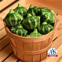 Squash Green Lightning™ Commercial Landscape 4