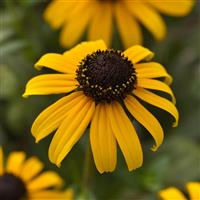 Rudbeckia Goldblitz Bloom