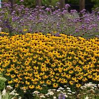 Rudbeckia Goldblitz Commercial Landscape 1