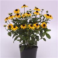 Rudbeckia Goldblitz Container