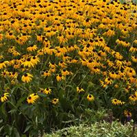 Rudbeckia Goldblitz Landscape