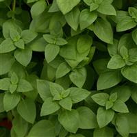 Basil Everleaf Lemon Bloom