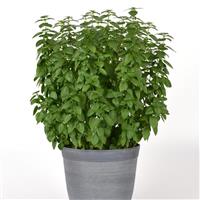 Basil Everleaf Lemon Container