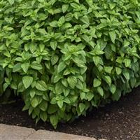 Basil Everleaf Lemon Garden