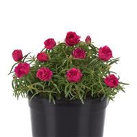 Happy Hour™ Fuchsia Container