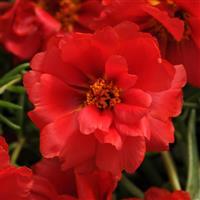 Happy Hour™ Deep Red Bloom