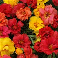 Happy Hour™ Tropical Mixture Bloom