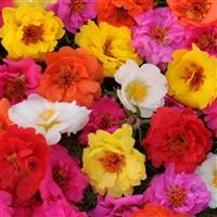 Happy Trails™ Mixture Bloom