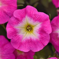 E3 Easy Wave<sup>®</sup> Rose Morn Bloom