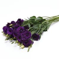 ABC™ 2 Purple Improved Grower Bunch