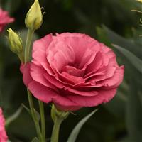ABC™ 2 Rose Improved Bloom