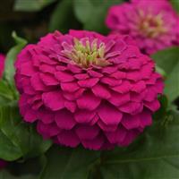 Zesty™ Fuchsia Bloom