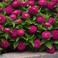 Zesty™ Fuchsia Commercial Landscape 1