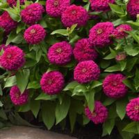 Zesty™ Fuchsia Commercial Landscape 2