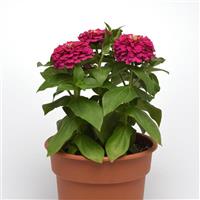 Zesty™ Fuchsia Container