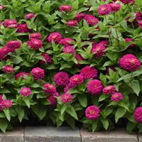 Zesty™ Fuchsia Landscape