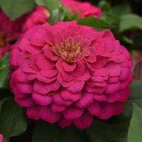 Zesty™ Pink Bloom