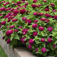 Zesty™ Purple Commercial Landscape 1