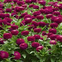 Zesty™ Purple Commercial Landscape 2