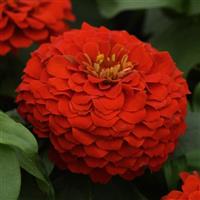 Zesty™ Scarlet Bloom