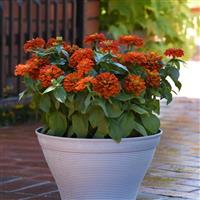 Zesty™ Scarlet Container