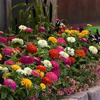 Zesty™ Mixture Commercial Landscape 1
