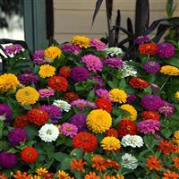 Zesty™ Mixture Landscape