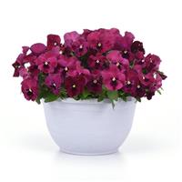 Top Wave™ Rose Blotch Container