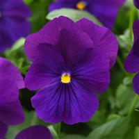 Top Wave™ Violet Bloom